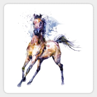 Watercolor Arabian Horse Magnet